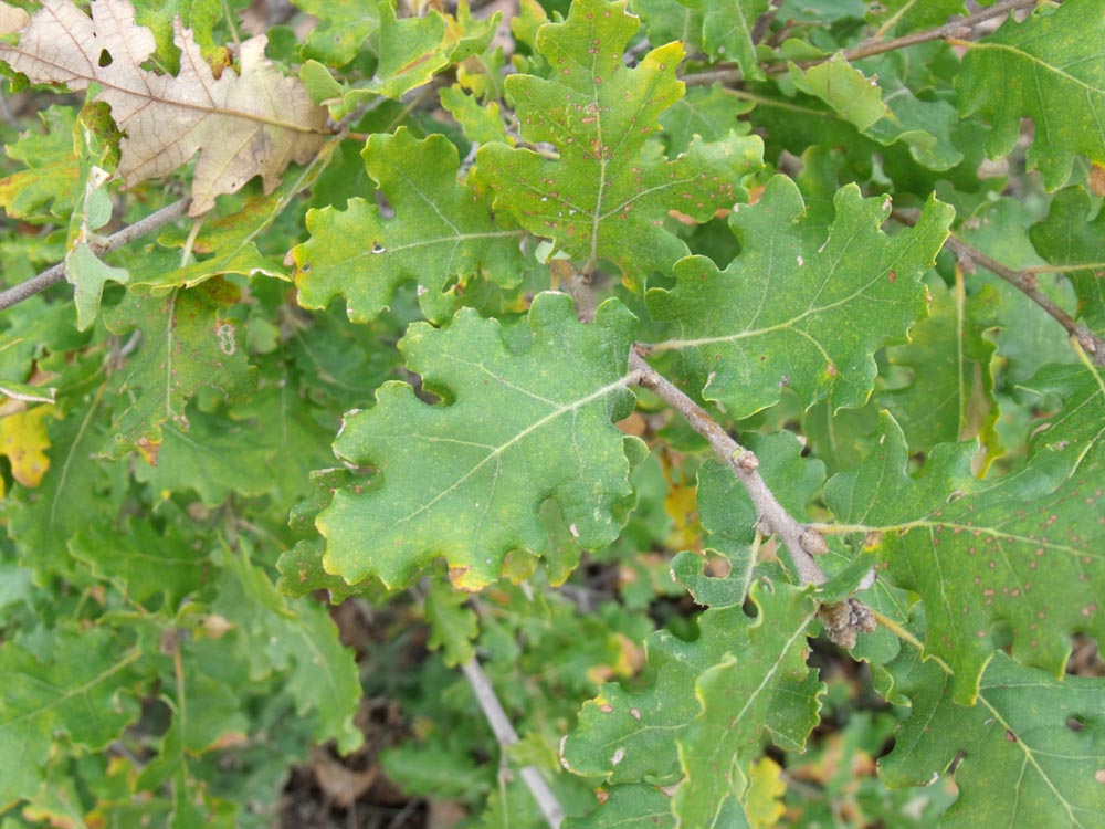 Quercus pubescens?